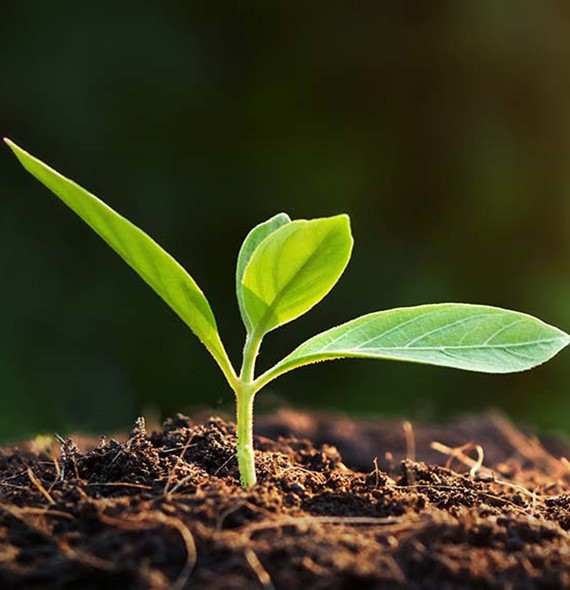 Bæredygtighed ligger i vores DNA